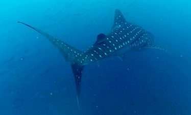 Caño-Island-scuba diving