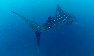 Caño-Island-scuba diving