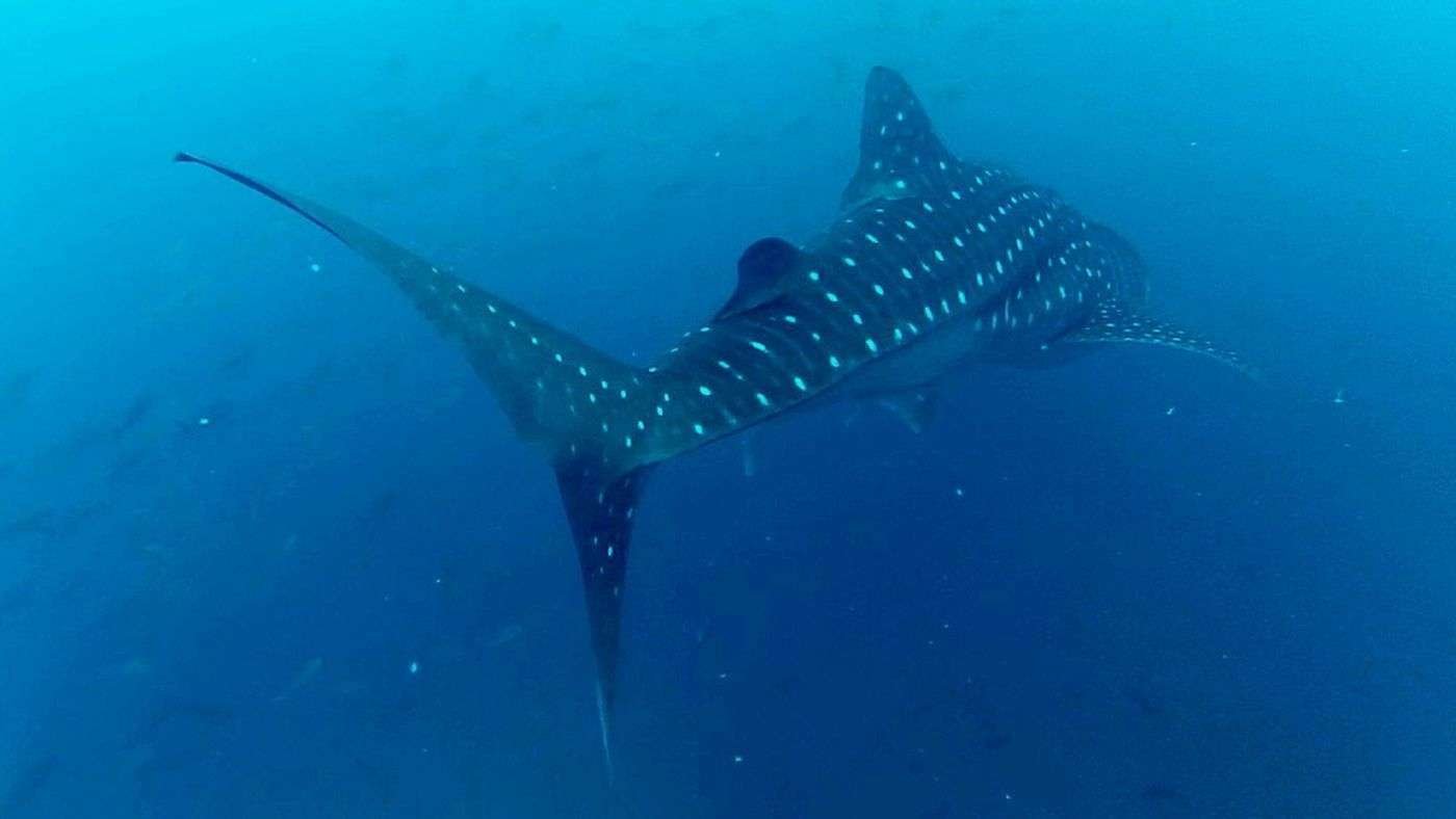 Caño-Island-scuba diving