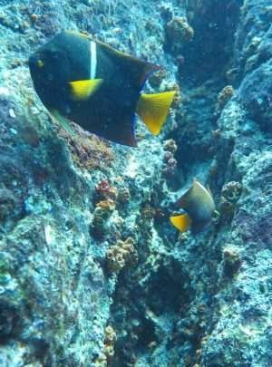 Caño-Island-scuba diving