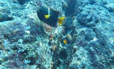 Caño-Island-scuba diving