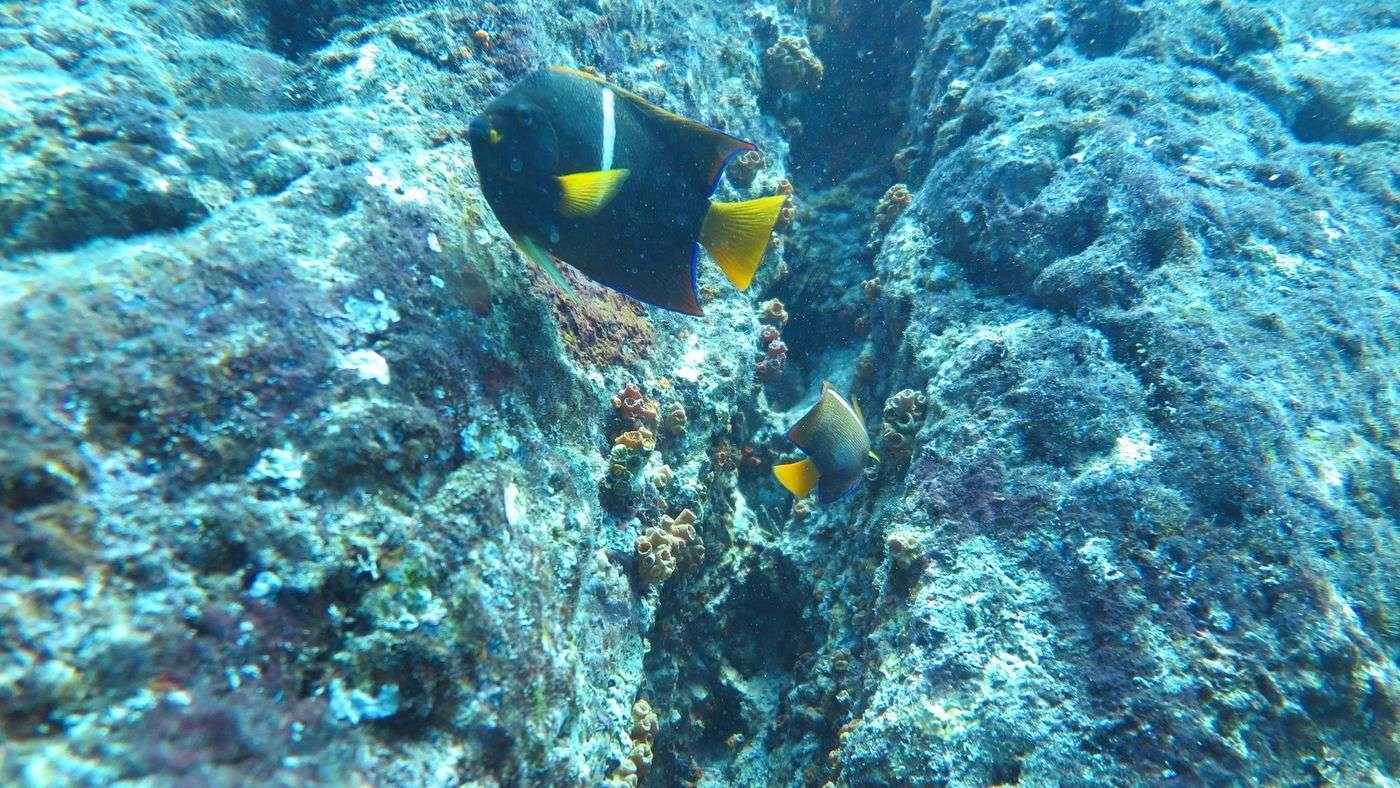Caño-Island-scuba diving