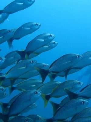 Caño-Island-scuba diving