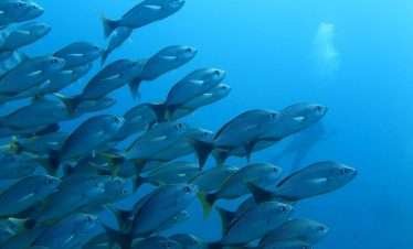 Caño-Island-scuba diving