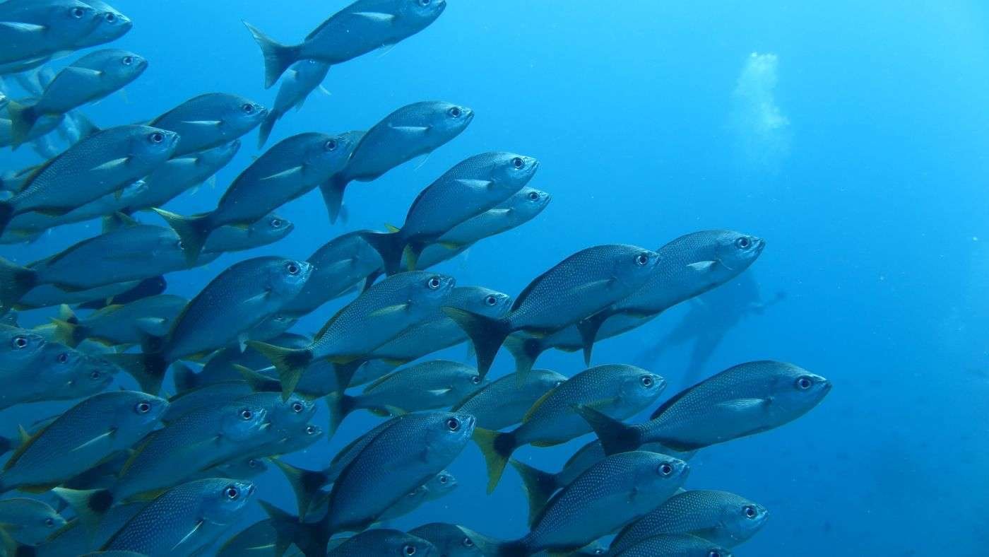 Caño-Island-scuba diving