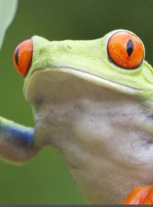 Green-Frog-Uvita- Night-Hike