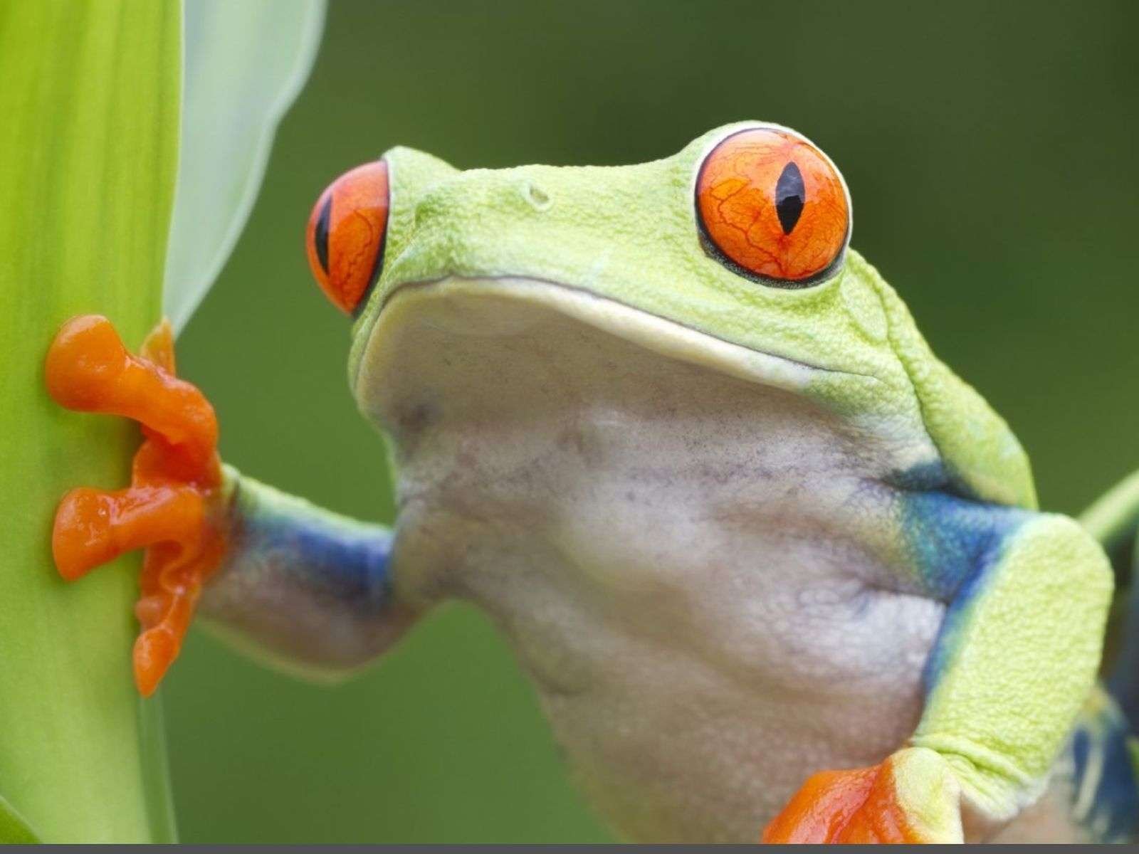 Green-Frog-Uvita- Night-Hike