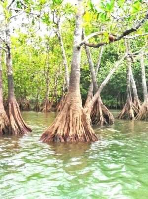 Mangroves - Manglares Terraba River