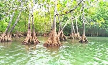 Mangroves - Manglares Terraba River