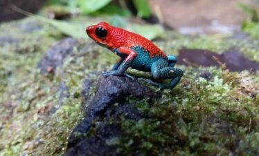 Poison frog