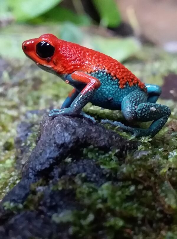Poison frog