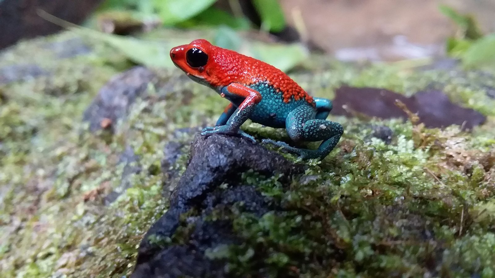 Poison frog