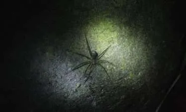 NIGHT HIKE