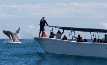 Enjoy Osa Whale and dolphins watching tour