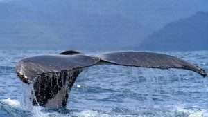 Whale watching tour Costa Rica