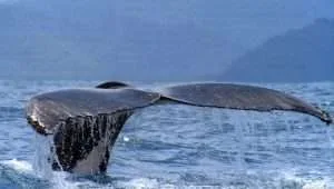 Whale watching tour Costa Rica