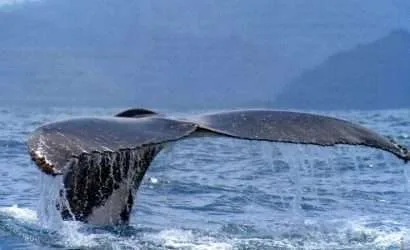 Whale watching tour Costa Rica