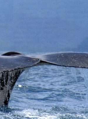 Whale watching tour Costa Rica