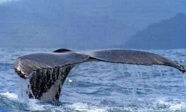 Osa Tours Costa Rica, Whale watching tours