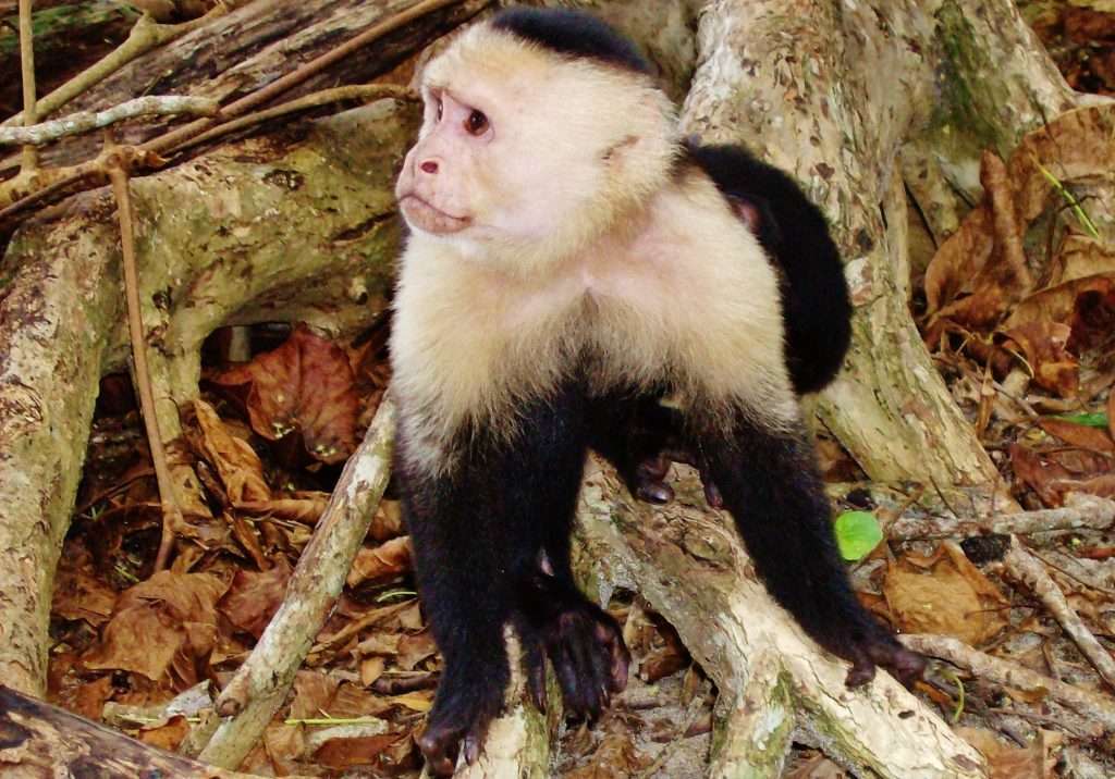 White Face Monkey Mangrove wildlife