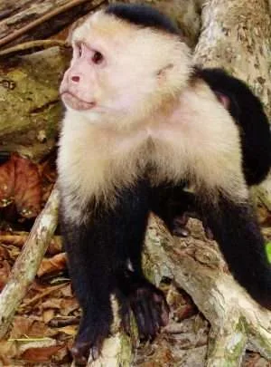 White Face Monkey Mangrove wildlife