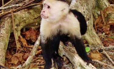White Face Monkey Mangrove wildlife