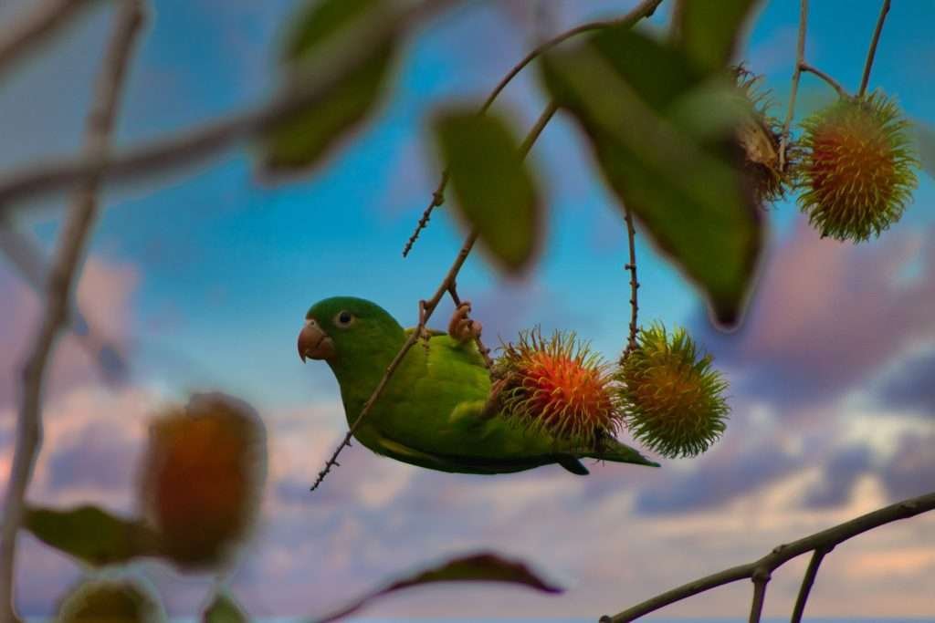 bird-watching-south-pacific-costa-rica