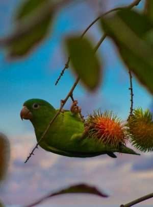 bird-watching-south-pacific-costa-rica
