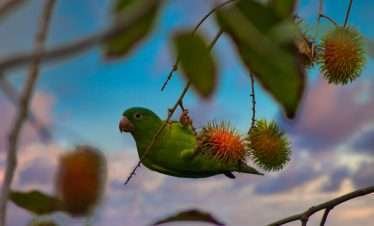 bird-watching-south-pacific-costa-rica