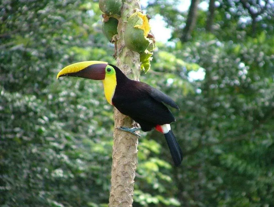 bird-watching-south-pacific-costa-rica