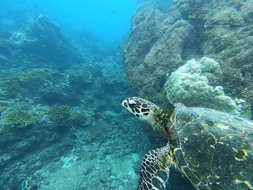 cano Island Dive experience