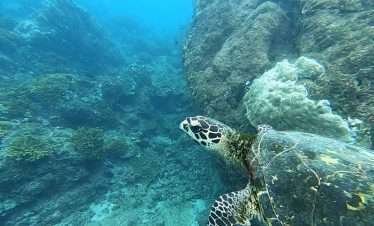 Caño-Island-scuba diving