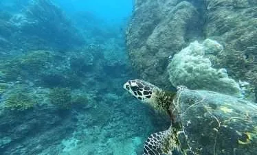 Caño-Island-scuba diving