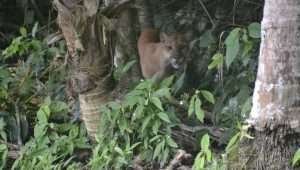 Puma, Hiking Corcovado National Park