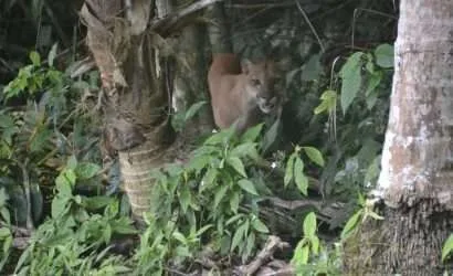 Puma, Hiking Corcovado National Park