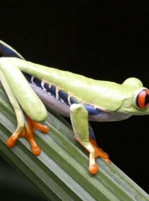 costa-rica-frogs