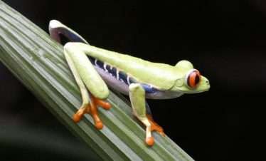 costa-rica-frogs