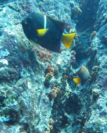 Cano Island Snorkeling