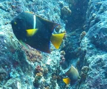 Cano Island Snorkeling