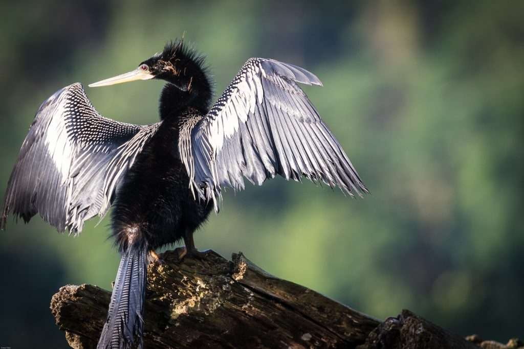 darter-bird