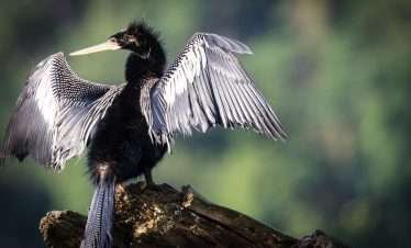 darter-bird