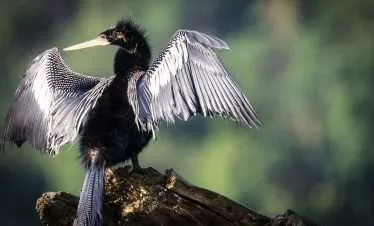 darter-bird