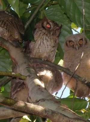 owls-south-pacific-costa-rica