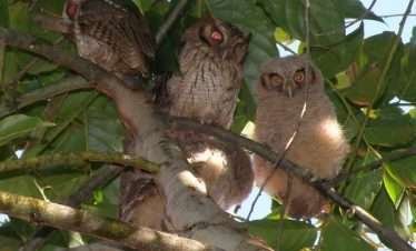 owls-south-pacific-costa-rica