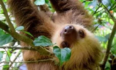 MANGROVE WILDLIFE