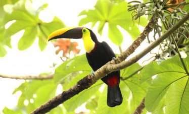 Enjoy Osa Uvita Welcome Center