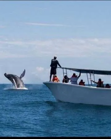 Whales and Dolphins Watching