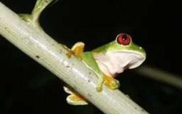 red-eye-green-frog