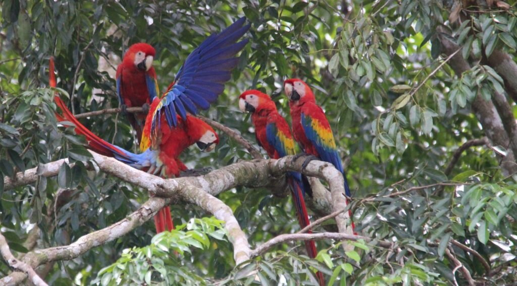 Bird watching costa rica
