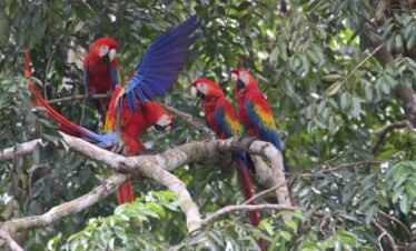 Bird watching costa rica